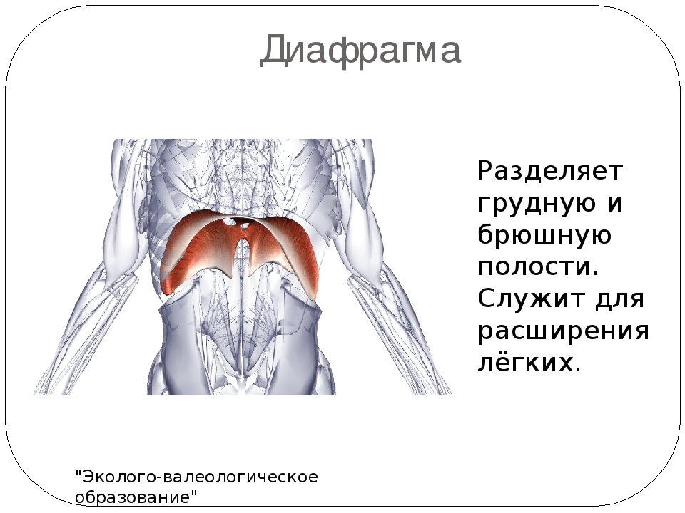 Какой цифрой на рисунке обозначен орган находящийся и в грудной и брюшной полости