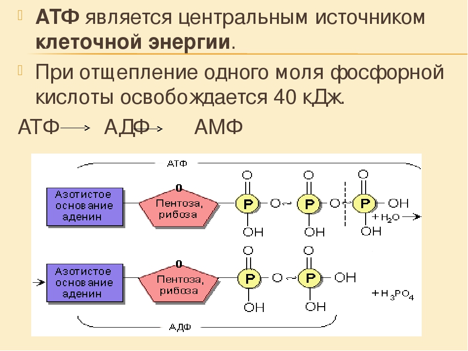 Атф в биологии. АТФ строение молекулы и функции. [АТФ]/[АДФ] функции.