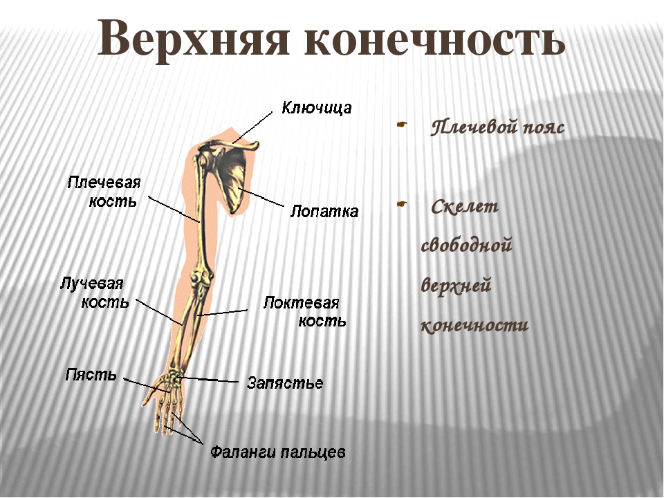 Анатомия кости верхней конечности. Скелет пояса верхних конечностей (плечевого пояса). Строение пояса верхних конечностей человека. Строение кости верхний плечевой пояс. Строение скелета поясов конечностей человека.