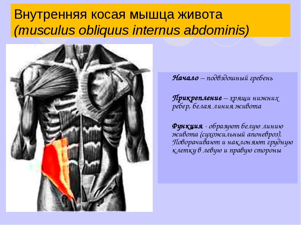 Наружная косая мышца живота картинка