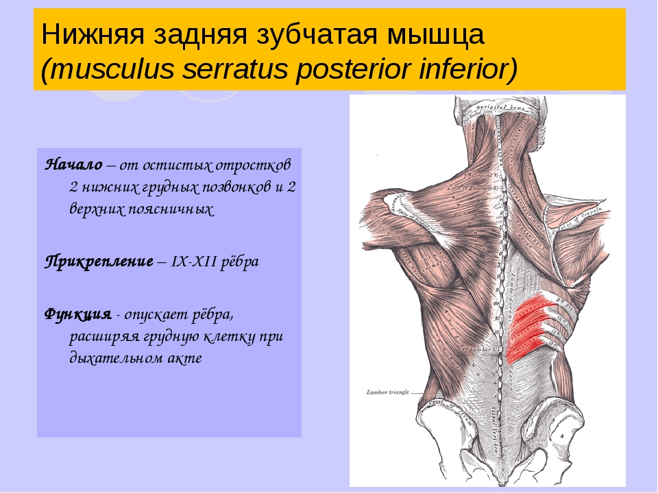 Задняя зубчатая мышца спины фото