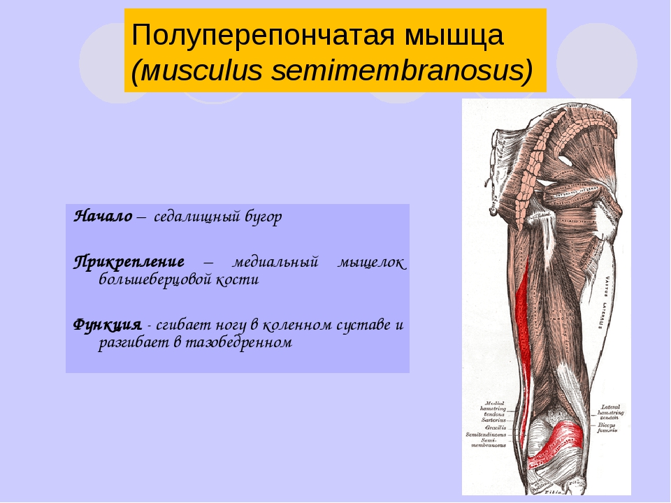 Полусухожильная мышца бедра фото