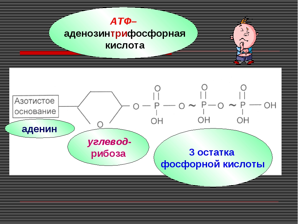 Атф кдж. Аденозинтрифосфорная кислота формула. Строение АТФ типы химических связей. Строение АТФ биология. Структура АТФ.