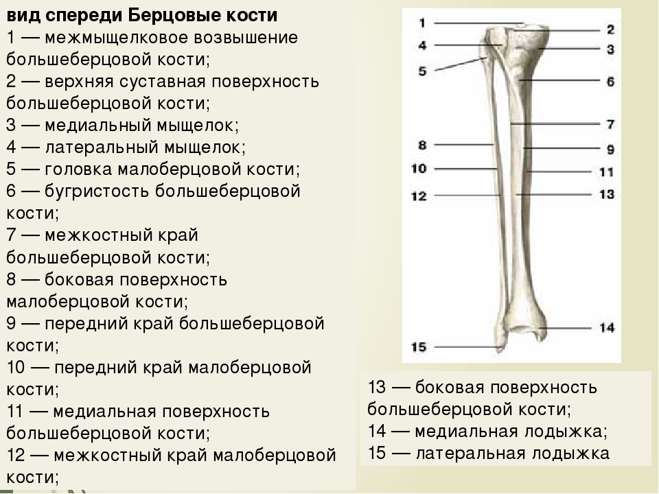 Между бедренной и большеберцовой костями какое. Дистальный отдел малоберцовой кости. Головка большеберцовой кости анатомия. Проксимальный эпифиз большеберцовой кости анатомия. Берцовые кости нижних конечностей.