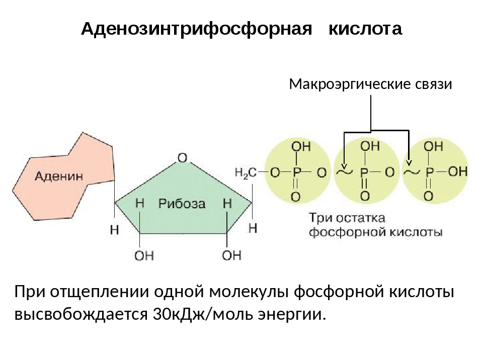 Определите схематическое строение какого вещества изображена на рисунке аденин рибоза