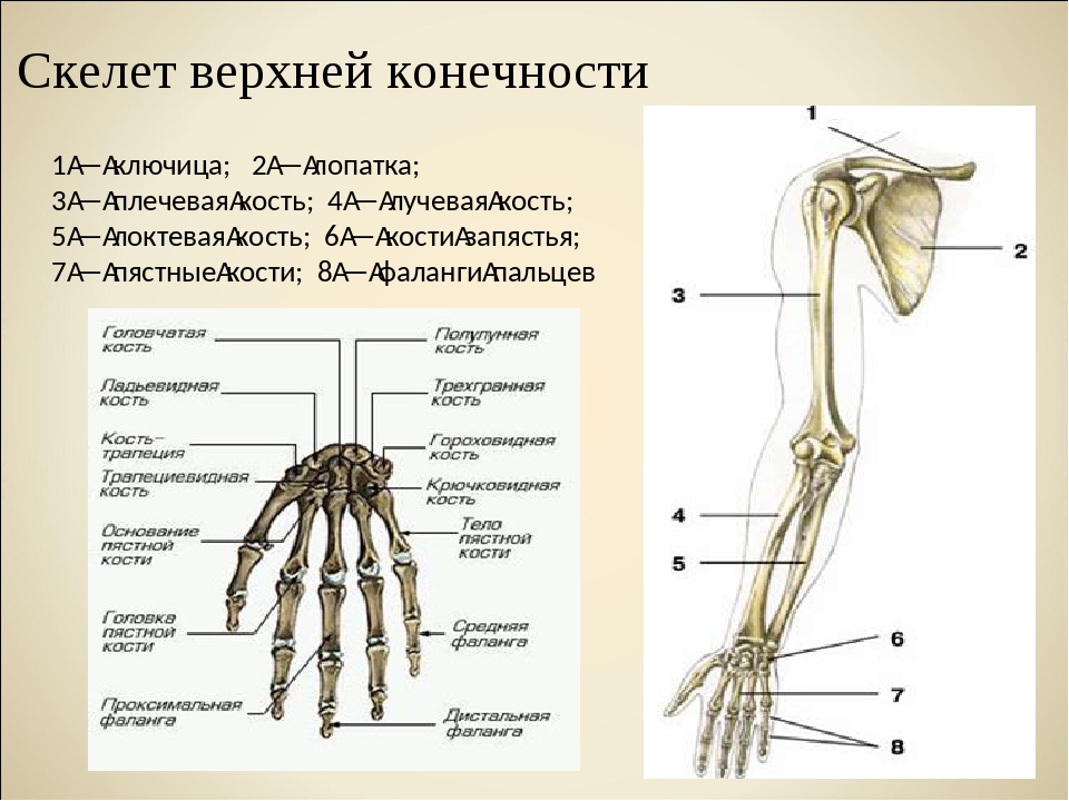 Анатомия кости верхней конечности. Строение скелета свободной верхней конечности.