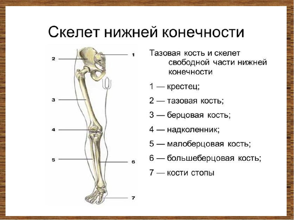 Часть ноги на б. Кости нижних конечностей анатомия строение. Строение скелета нижней конечности анатомия. Отделы скелета нижней конечности человека. Отделы скелета свободной нижней конечности строение.