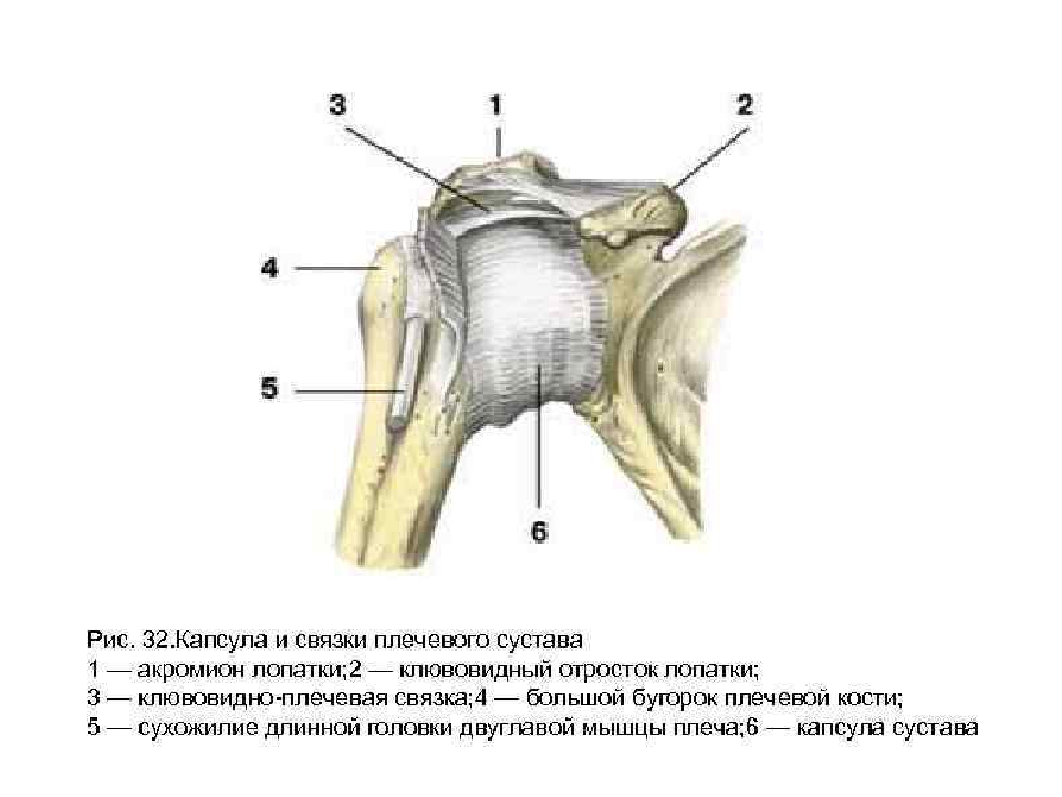 Плечевые связки анатомия