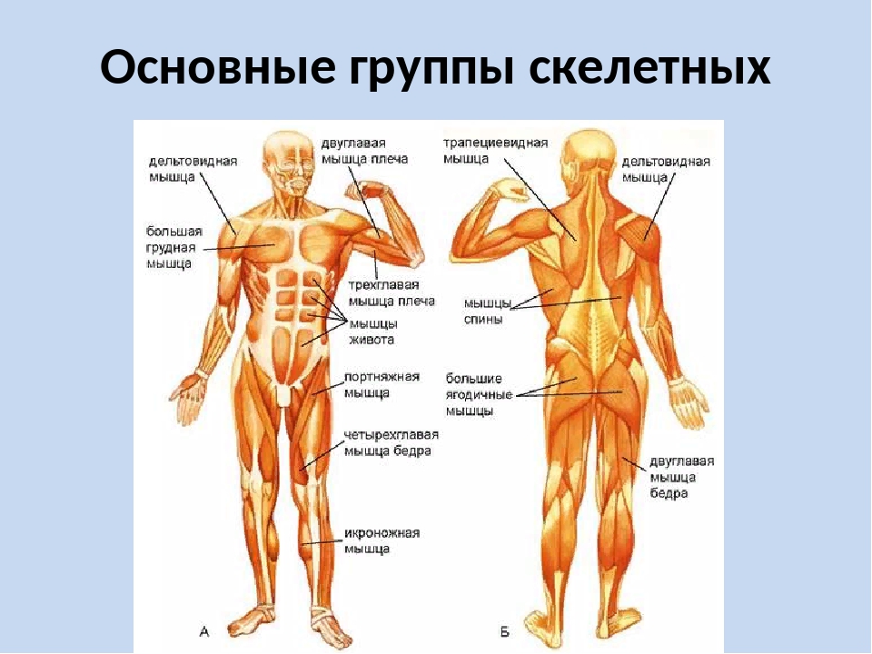 Общее название людей. Основные скелетные мышцы человека. Мышечная система строение и группа мышц. Мышцы человека 8 класс биология. Основные мышцы туловища человека.