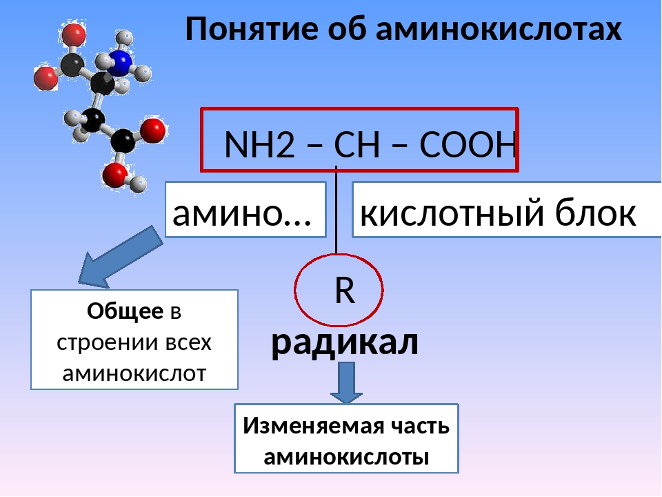 Строение аминокислот. Аминокислоты понятие. Изменяемые части аминокислот. Изменяемая часть аминокислоты. Изменяемыми частями аминокислоты.