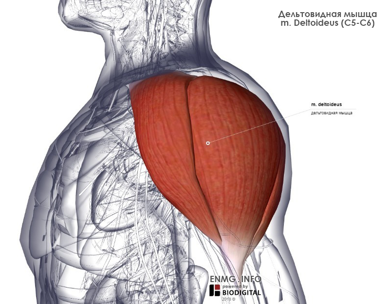 Дельта мышца фото