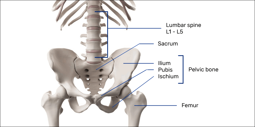 Bony anatomy of the lumbar spine, pelvis, and thighs