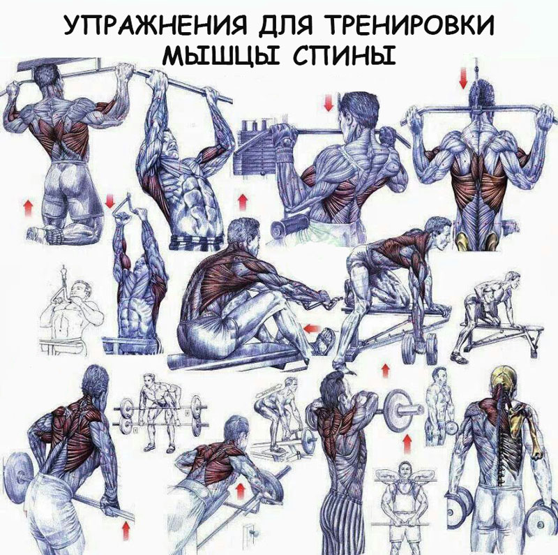 Упражнения для тренировки разных мышечных групп спины