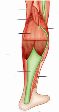 мышцы нижней конечности