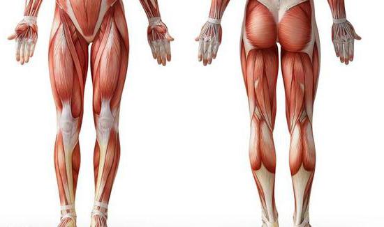 мышцы нижних конечностей человека