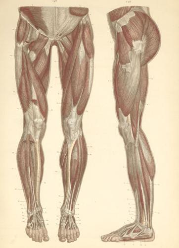 мышцы нижних конечностей анатомия
