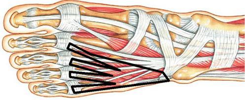 мышцы нижних конечностей функции