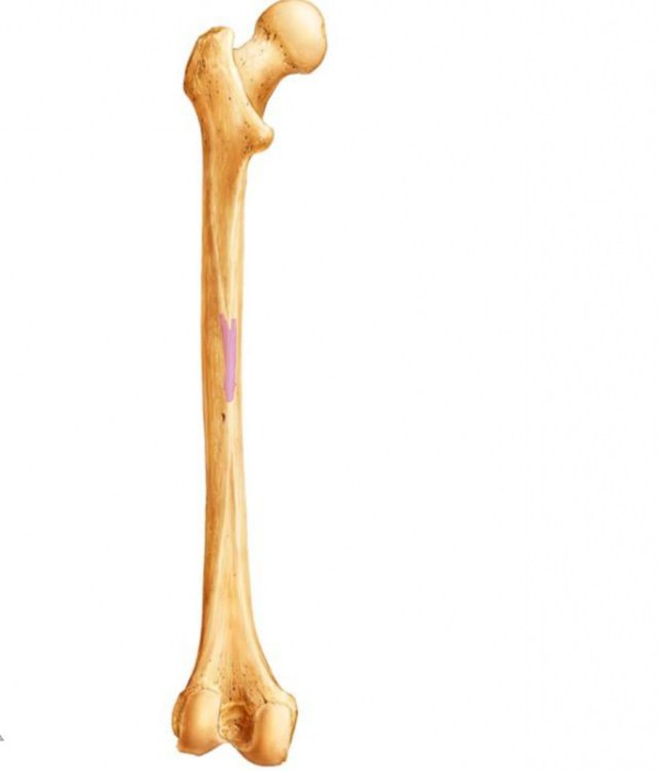 строение скелета нижних конечностей человека