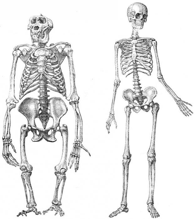скелет нижних конечностей человека