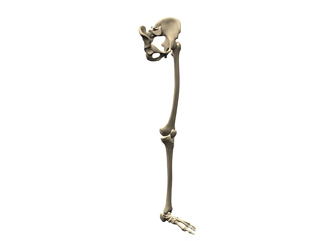скелет нижних конечностей
