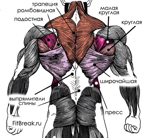 анатомия мышц спины