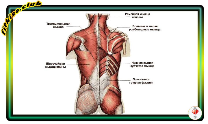 Задняя зубчатая мышца спины фото