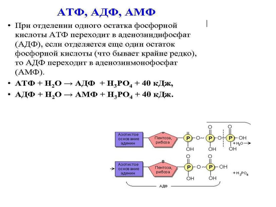 Остаток кислоты атф. АТФ АДФ функции. АТФ строение классификации.