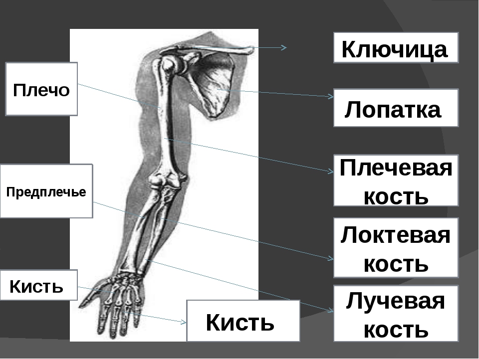 Рука человека название. Плечо предплечье кисть анатомия. Предплечье рука анатомия строение. Плечо и предплечье у человека анатомия кости. Кости предплечья и кисти у человека.
