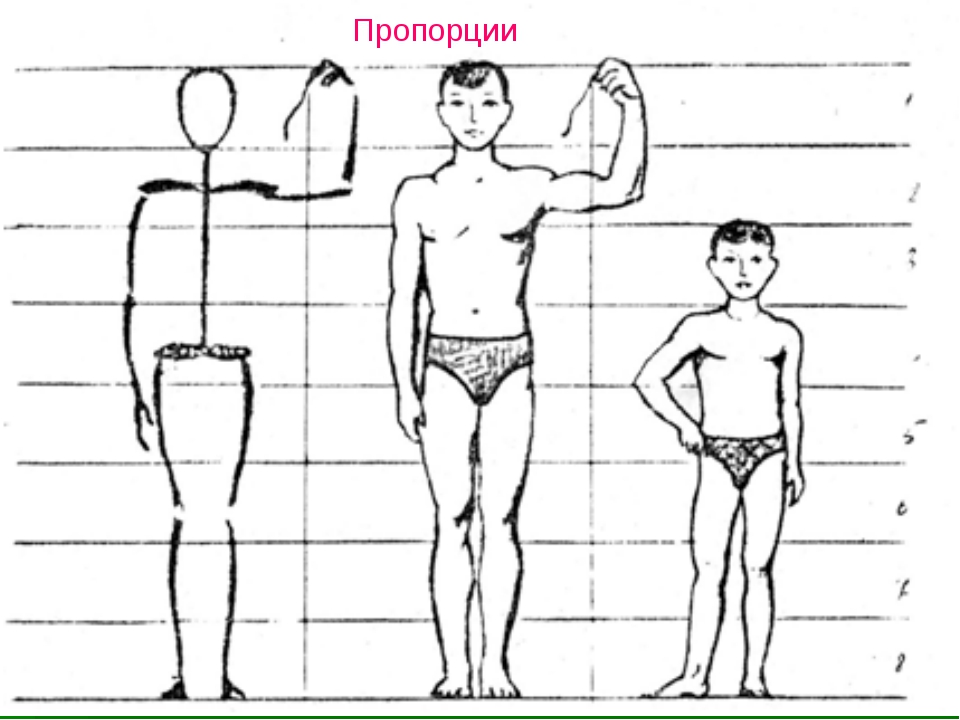 Схема человека для детей. Пропорции фигуры человека для детей. Пропорции человека схема. Строение человека изо. Пропорции тела человека рисунок.