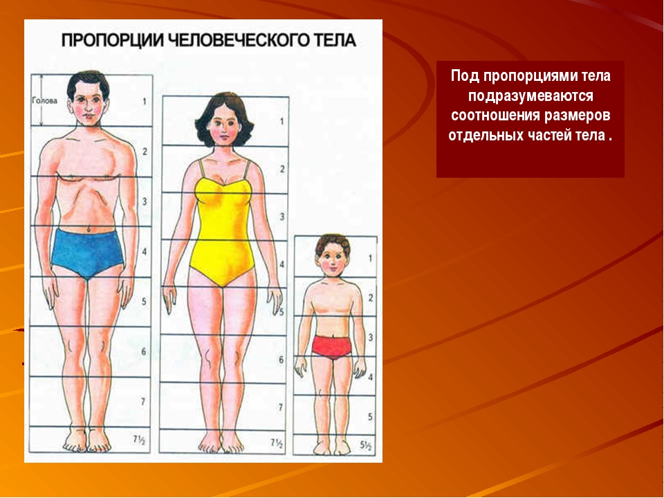 Соотношение изображения. Соотношение частей тела. Пропорции тела. Пропорциональность частей тела. Пропорции и соотношения частей тела.