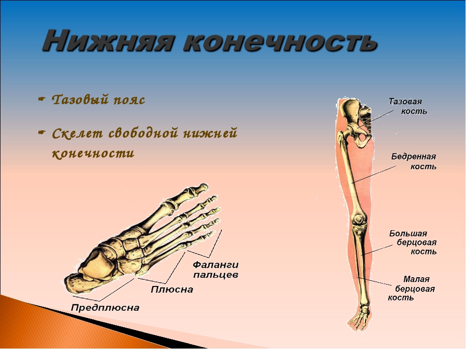 Обозначьте кости нижней конечности. Строение скелета нижних конечностей. Скелет нижних конечностей человека анатомия. Нижняя конечность анатомия. Нижние конечности человека анатомия.