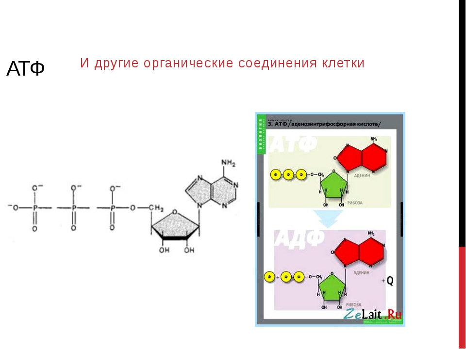 Органические соединения клетки. 10 АТФ И другие органические соединения клетки. Что такое АТФ В биологии 9 класс. АТФ биология 10 класс. АТФ И другие органические соединения клетки биология 9 класс.