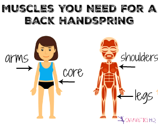 muscles back handspring
