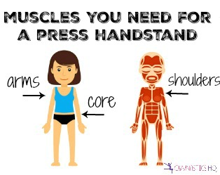muscles-you-need-press-handstand