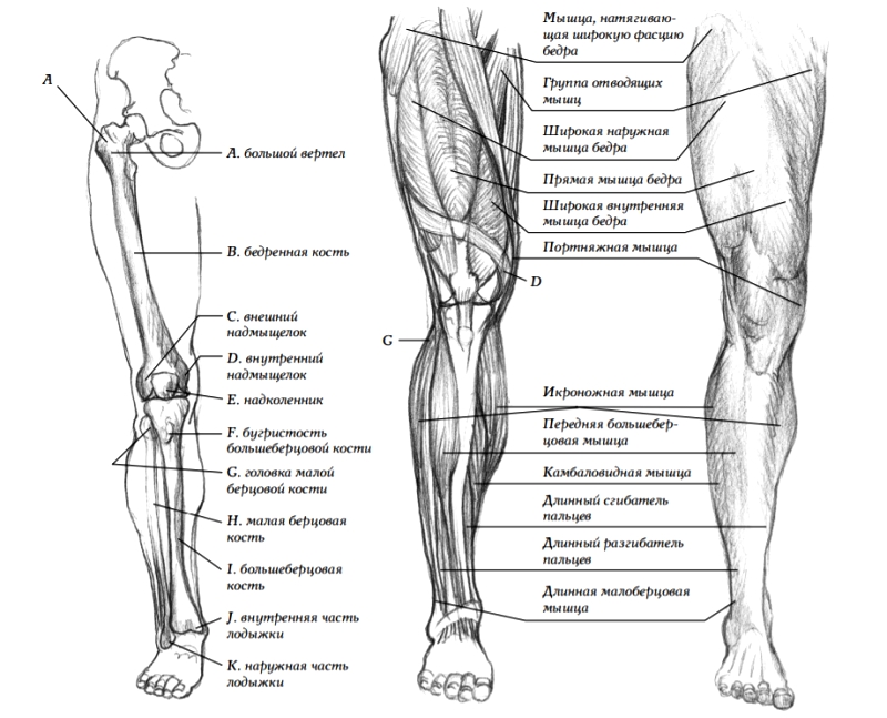 Анатомия нижних конечностей в картинках