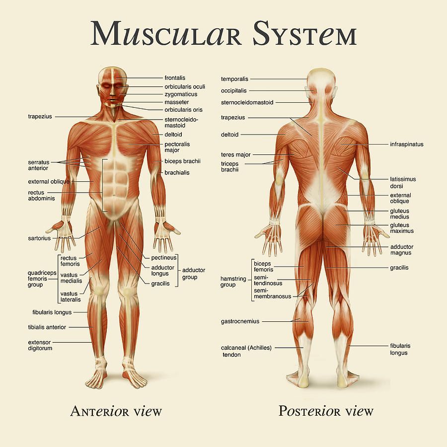 Muscular перевод. Название мышц. Мышечная система на английском. Название мышц на английском. Мышцы человека с названиями на английском.