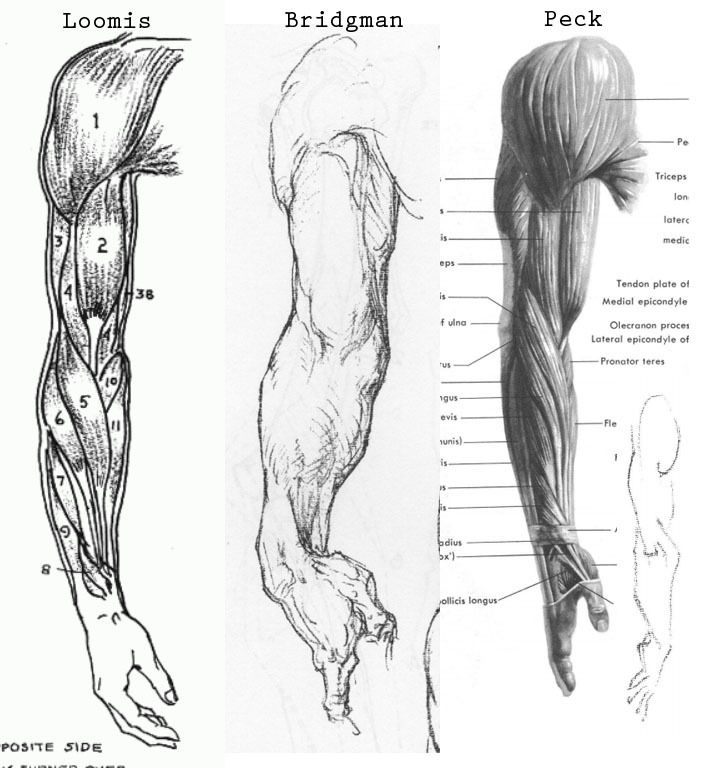 Мышцы руки схема рисунок с названиями - 95 фото