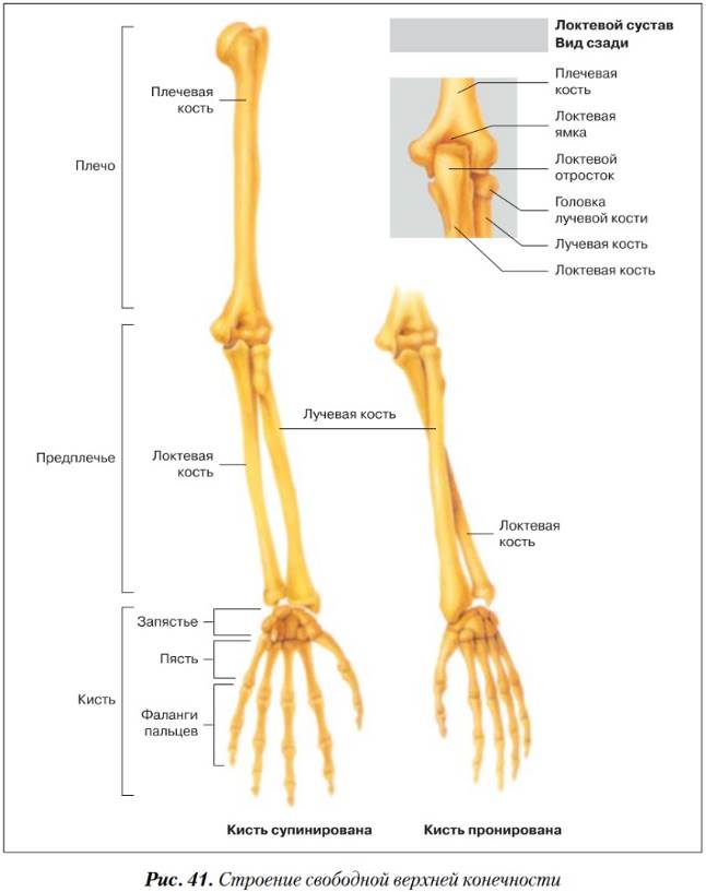 Предплечья фото анатомия кости у человека