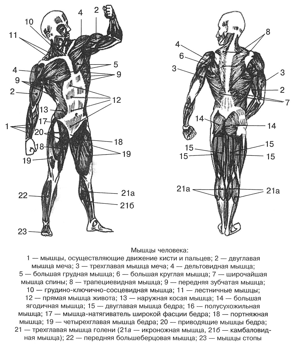 Строение мышц человека схема