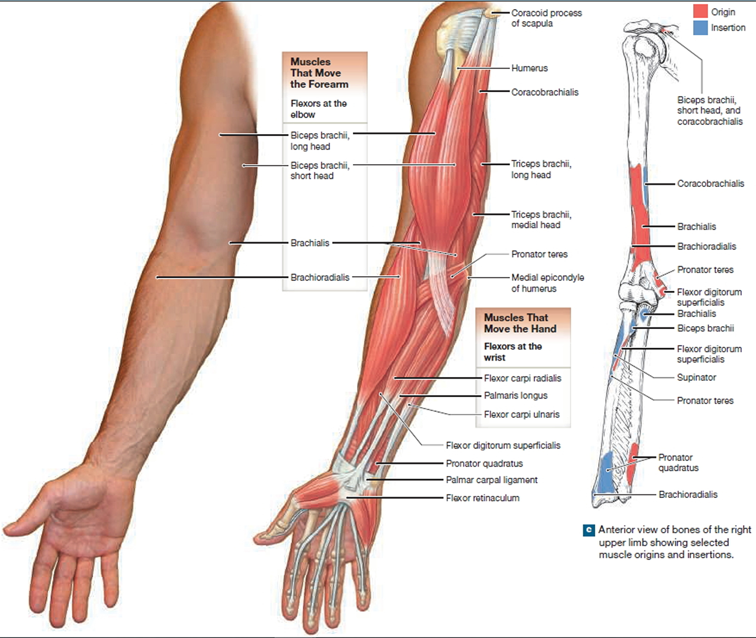Рука человека название. Мышцы предплечья человека. Строение предплечья анатомия мышцы. Мышечное строение предплечья руки. Мышцы предплечья анатомия человека.