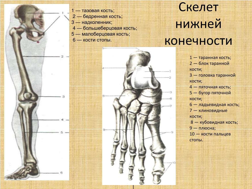 Анатомия нижней конечности человека. Строение нижних конечностей анатомия. Кости нижних конечностей человека анатомия. Кости нижней конечности анатомия. Кости нижних конечностей анатомия строение.