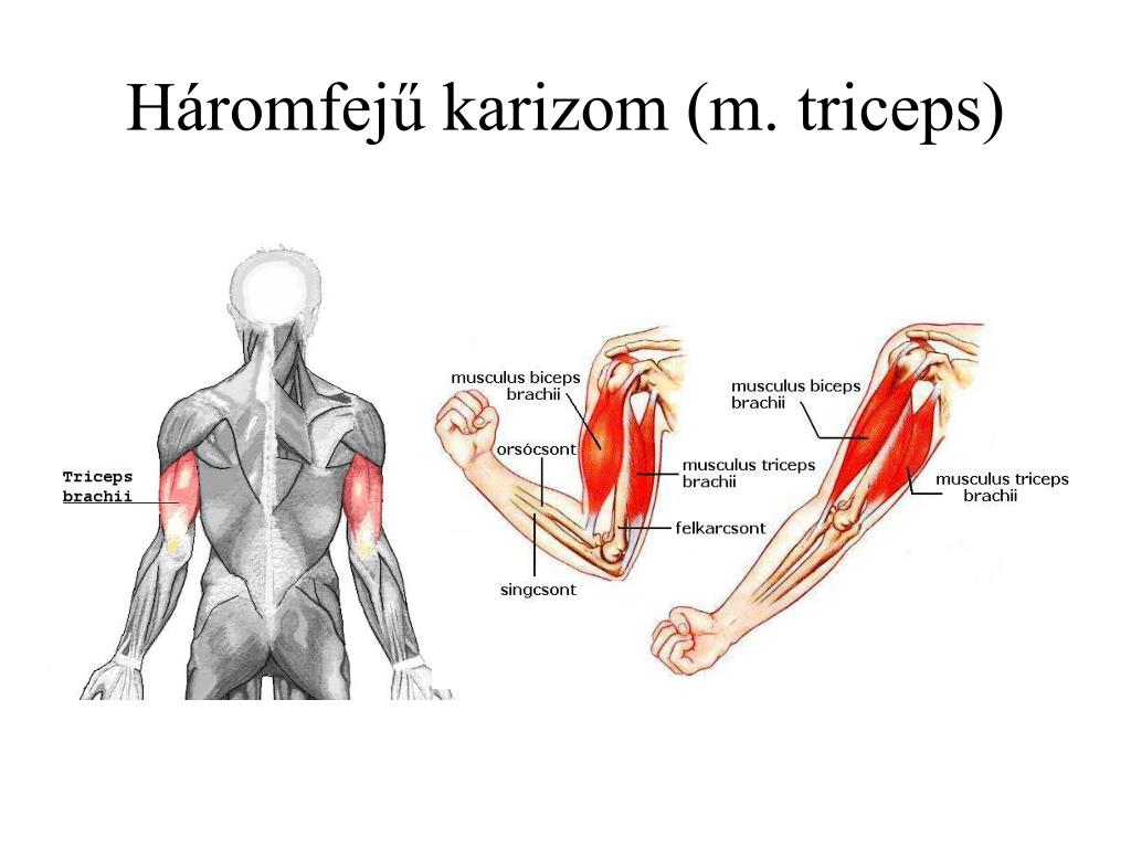 Трицепсы где находятся на руках фото