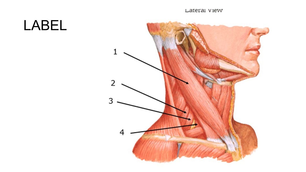 Musculos pescoco