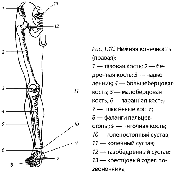 Относится нижних конечностей. Строение скелета нижних конечностей человека анатомия. Строение суставов нижней конечности анатомия. Схема строения нижней конечности. Нижняя конечность кости ноги анатомия.