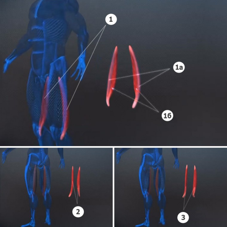 Анатомия бицепсов бедер