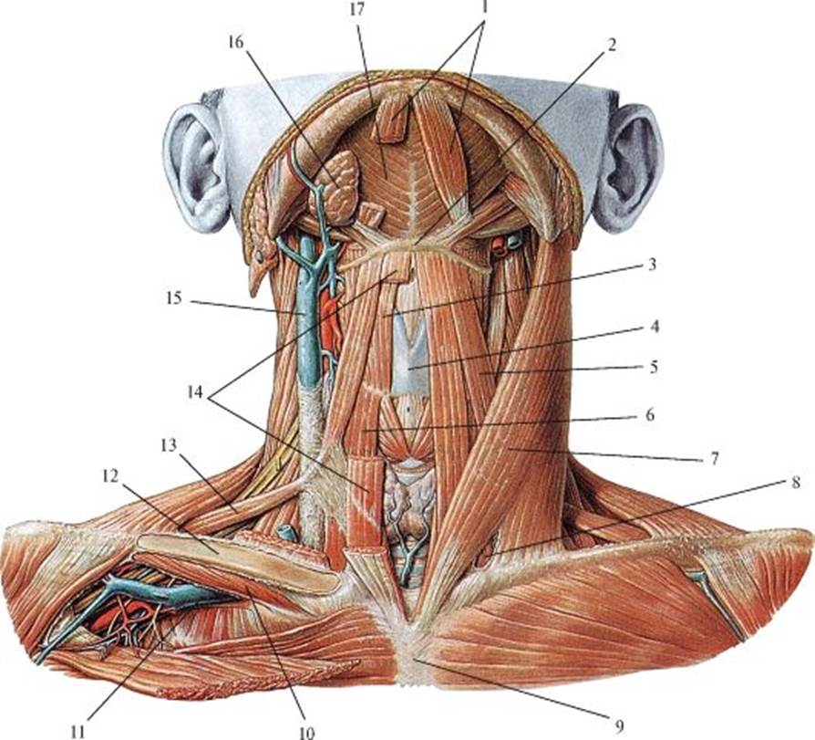 Мышцы шеи спереди фото
