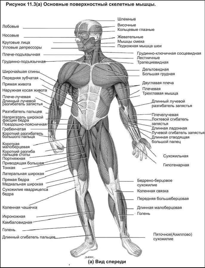 Мышцы в человеке схема