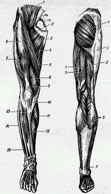 Мышцы нижних конечностей схема