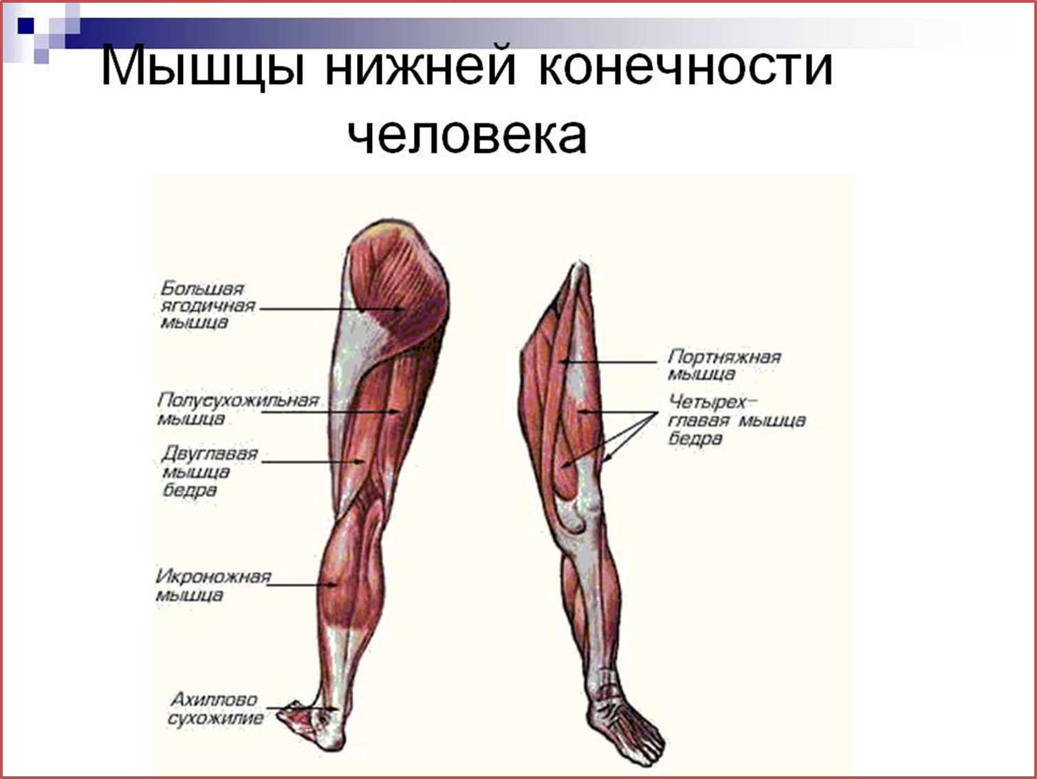 Верхняя часть человека. Основные мышцы нижних конечностей. Анатомия человека мышцы мышцы нижней конечности.