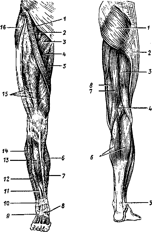 Мышцы нижних конечностей схема